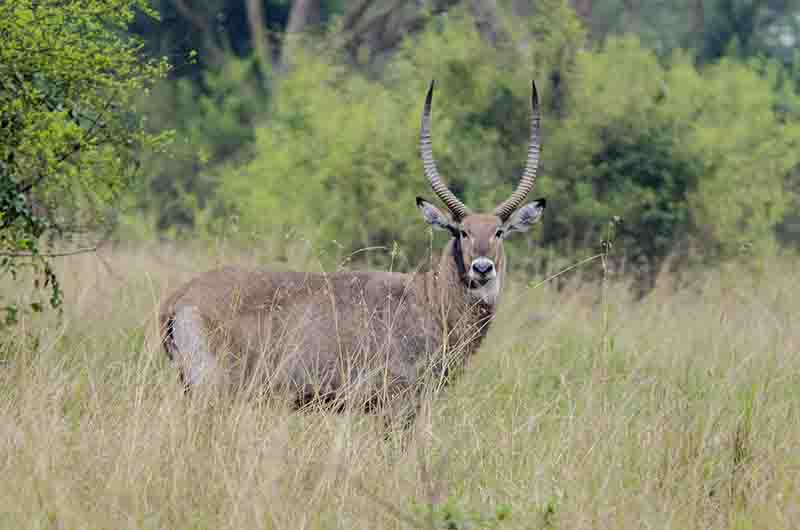 Antílope de Agua - parque nacional Queen Elizabeth - Uganda 2.jpg